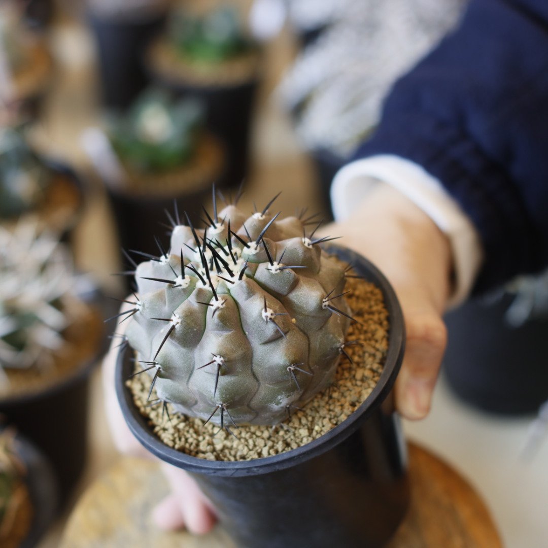 Copiapoa cinerea / 短刺黒刺黒王丸 (3号) no.1226/9 | 芽の巣山