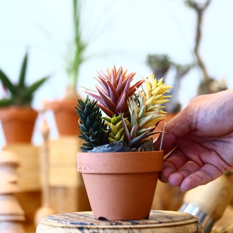 YAMABACHI × Haworthia sp   no.100104