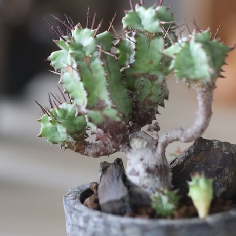 Euphorbia horrida f. monstruosa × たけろうポット 　no.714/37