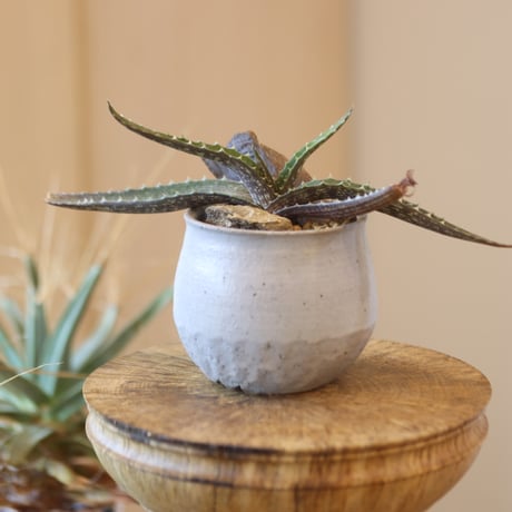 aloe | STORES