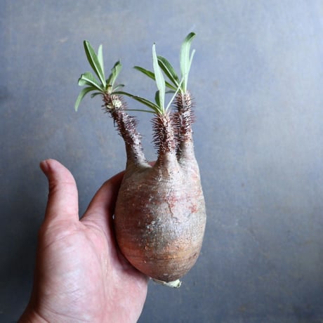 パキポディウム グラキリス   Pachypodium rosulatum var. gracilius no.110338