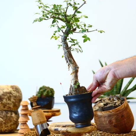 Bursera fagaroides × P&A   no.91746