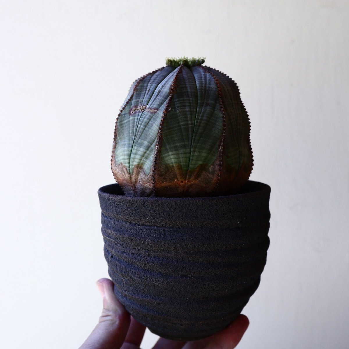 ユーフォルビア オベサ ♀ Euphorbia obesa no.40717 |