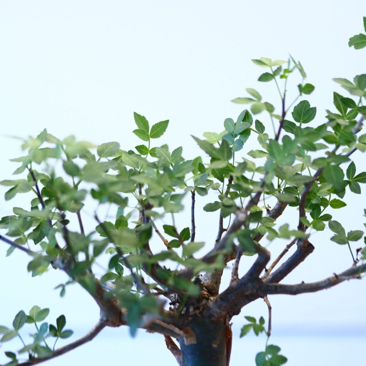 ブルセラ ファガロイデス / Bursera fagaroides no.62513 |