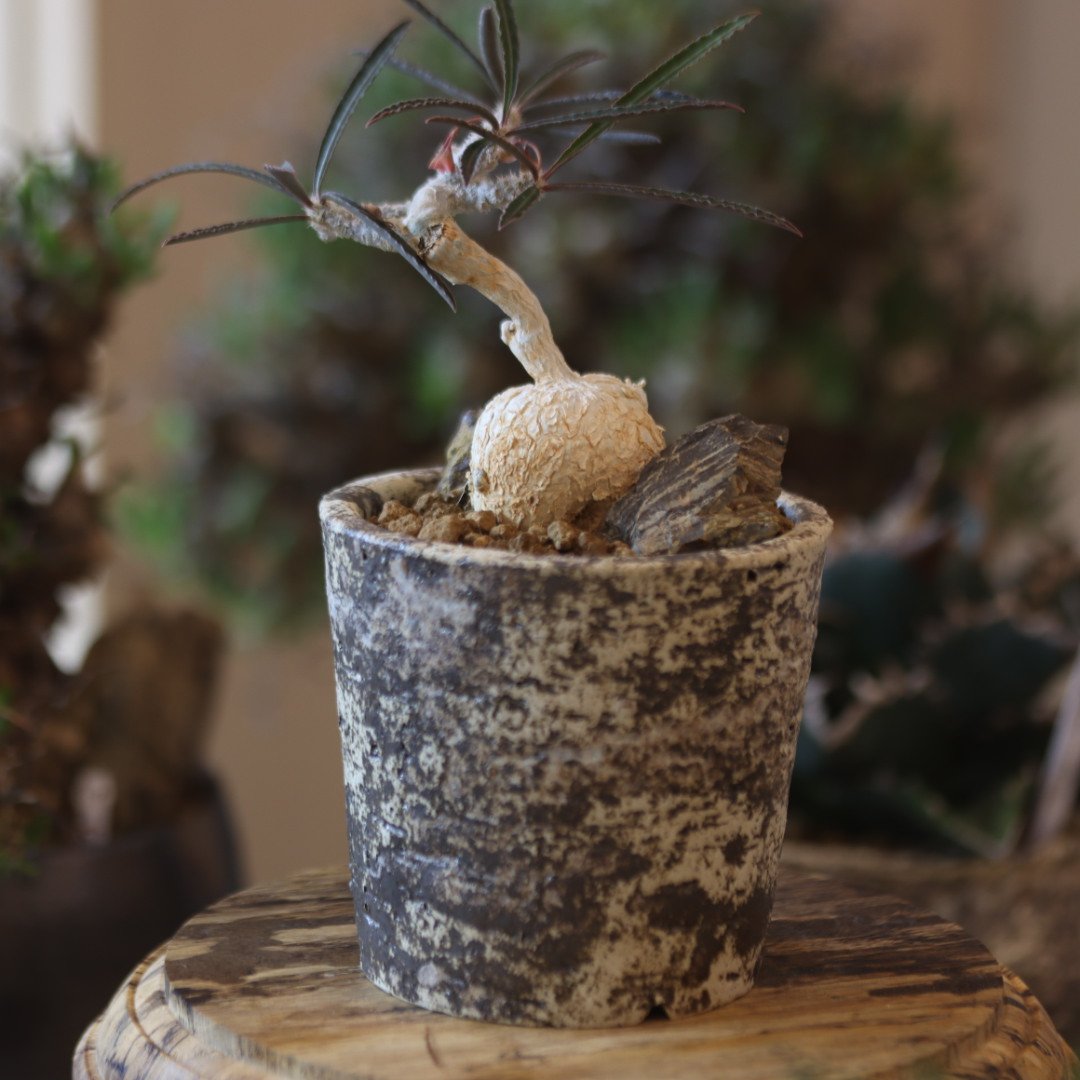 Euphorbia waringiae × たけろうポット no.818117 | 芽の巣山