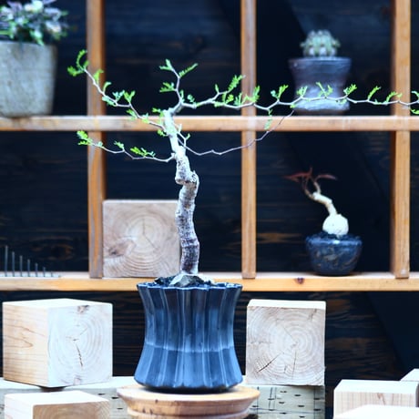 コミフォラ モンストローサ   Commiphora monstrosa   no.82227