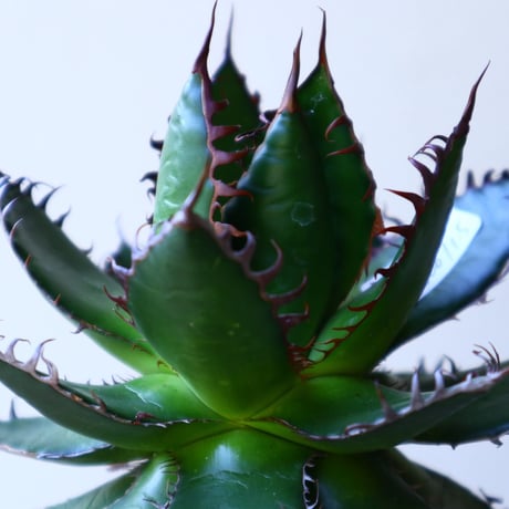 アガベ ホリダ  Agave horrida   no.42801