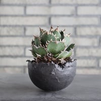 Agave titanota filigree × takero pot (4.5号)  no.621/67