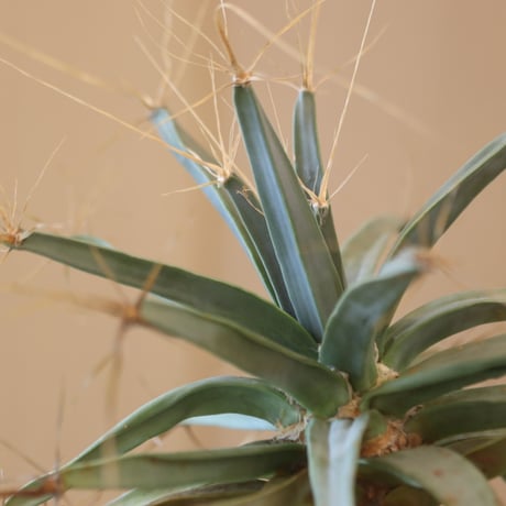 Leuchtenbergia principis × soso  no.126-13