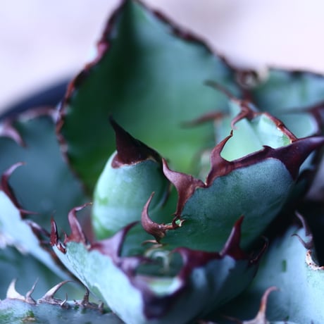 アガベ チタノタ　ブラック＆ブルー Agave titanota black&bule   no.42681