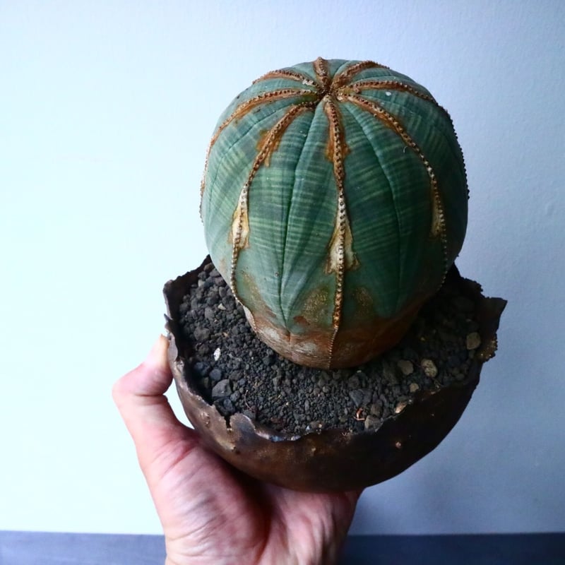 ユーフォルビア オベサ Euphorbia obesa No.024 | 芽の巣山