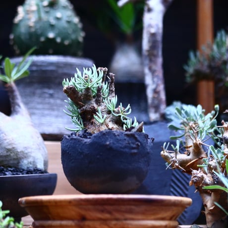 チレコドン ペアルソニー白 象／Tylecodon pearsonii  no.100305