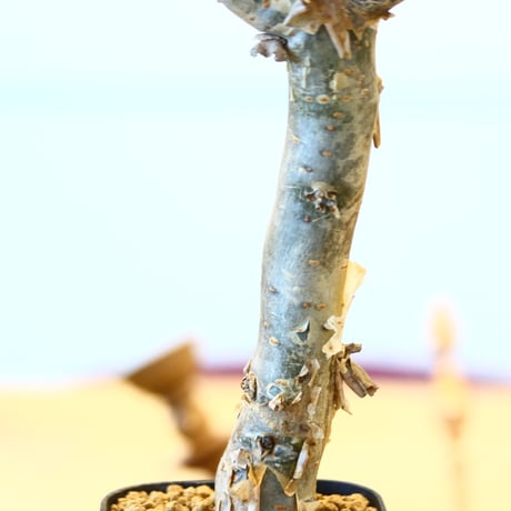 ブルセラ ファガロイデス / Bursera fagaroides   no.62514