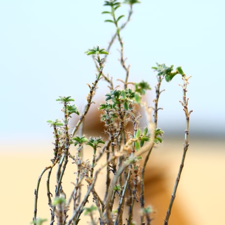 Trichodiadema bulbosum × soso   no.11428