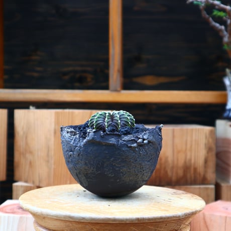 ギムノカリキウム   フィードリッフィーLB2178／Gymnocalycium friedrichii    no.50149