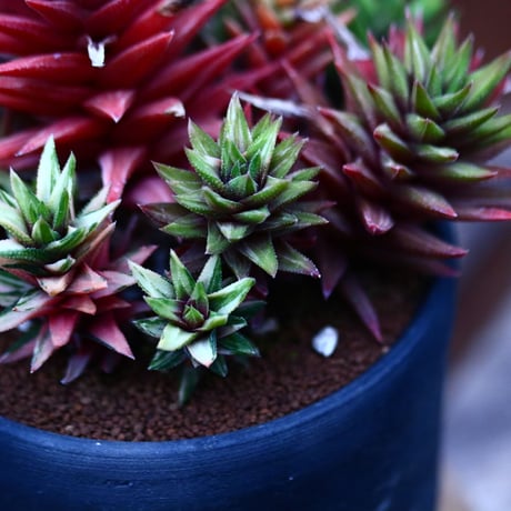 ハオルチア コテキニシキ／Haworthia hyb. KOTEKI NISHIKI   no.21347