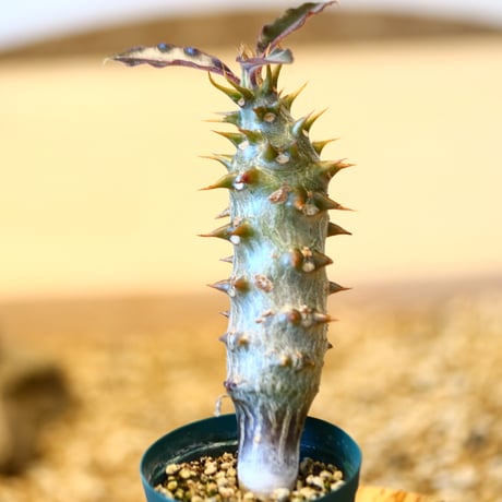 パキポディウム バロニー(実生) / Pachypodium baronii    no.51444