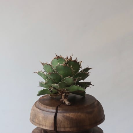 U.S. filigree (Agave titanota filigree) / Style of Chika　no.1227-52