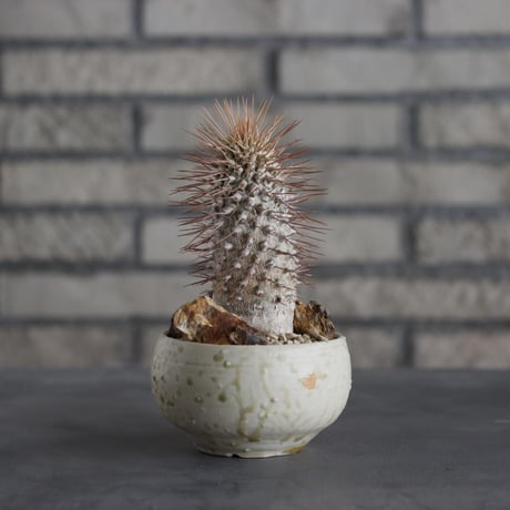 Pachypodium namaquanum × Naoto Hirata (3号)  no.706-18