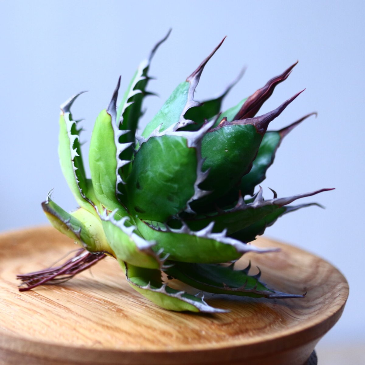 アガベ ホリダ Agave horrida no.1025-5 | 芽の巣山