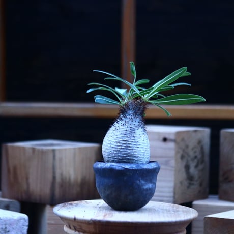 パキポディウム  グラキリス ／Pachypodium  gracilius     no.103156