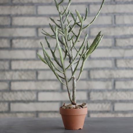 Euphorbia  enterophora ssp. enterophora  (エンテロフォラシルバー)/ Madagascar / T.W. × YAMABACHI (3号) no.329/43