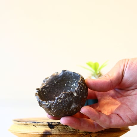 【植え替えセット】たけろうポット× パキポディウム エニグマティクム     no.430/25