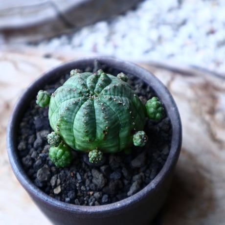 ユーフォルビア  仔吹きオベサ     Euphorbia obesa　no.71421
