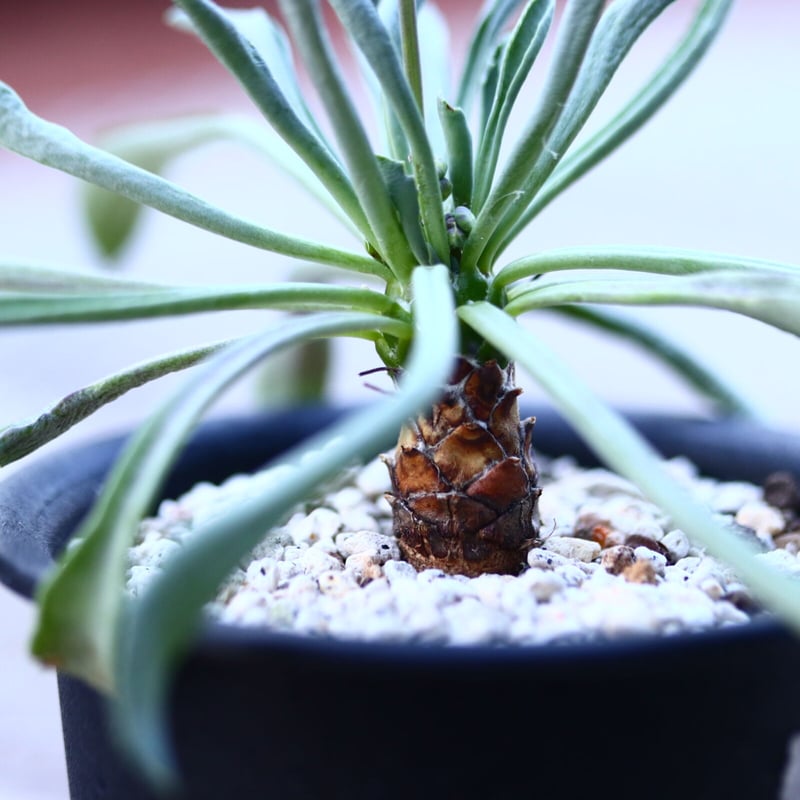 オトンナ レピドカウリス 実生 Othonna lepidocaulis n