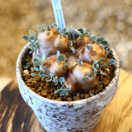 Othonna  cacalioides × YAMABACHI var. takero pot    no.123107
