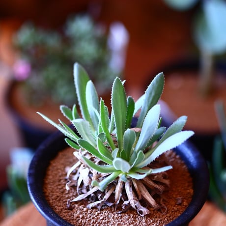 オトンナ レトローサ  (実生)    Othonna retororsa  no.111507③