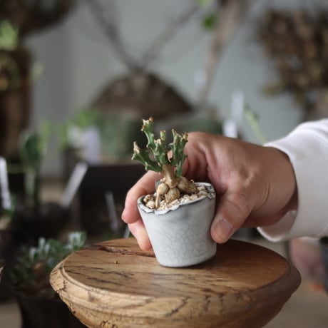 Euphorbia knuthii × N/OH  no.1201-39