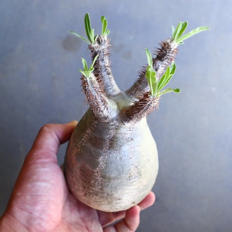 パキポディウム グラキリス 抜苗  Pachypodium rosulatum var. gracilius no.100634