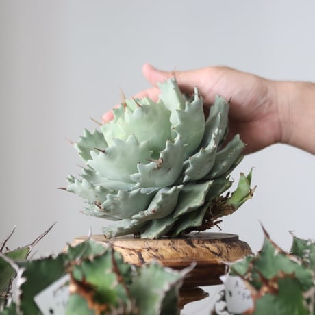Agave Isthmensis / Style of Chika　no.421102