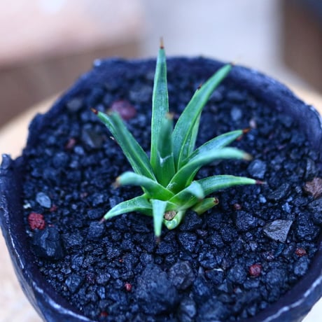 アガベ  アルボピロサ／Agave Albopilosa     no.21309