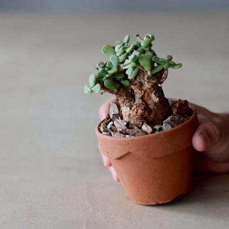 Ceraria pygmaea × YAMABACHI (3号)   no.104/40