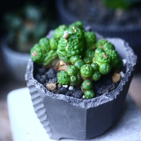 マミラリア ボカサナフレッド  Mammillaria bocasana cv. Fred  no.61428