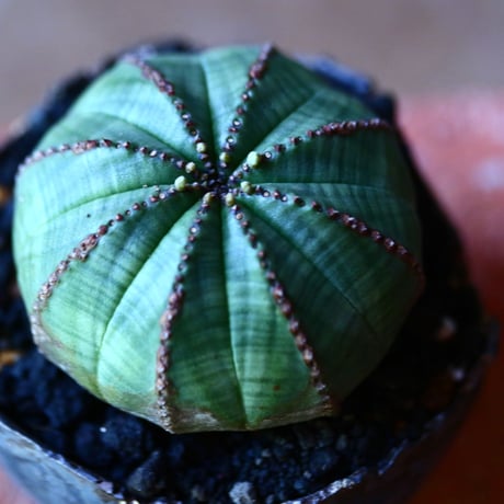 ユーフォルビア  オベサ    Euphorbia obesa　no.81626-2