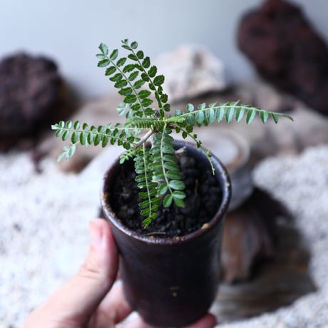 ボスウェリア  ネグレクタ  実生  Boswellia neglecta　no.90115
