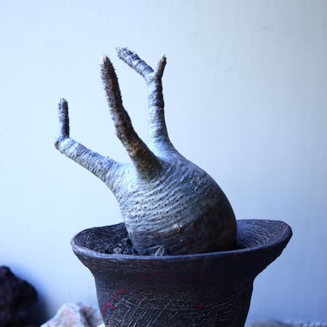 パキポディウム グラキリス Pachypodium rosulatum var. gracilius no.52604
