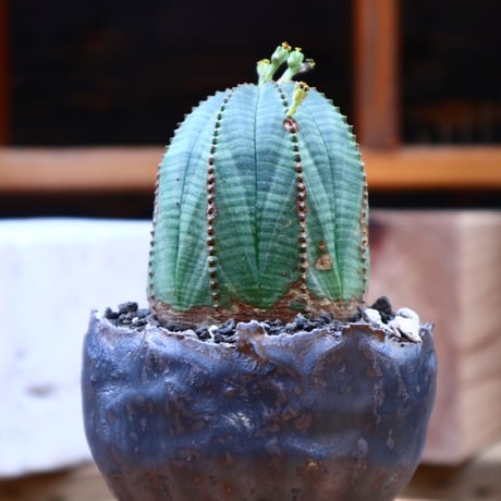 ユーフォルビア  オベサ ♂／Euphorbia obesa      no.72539