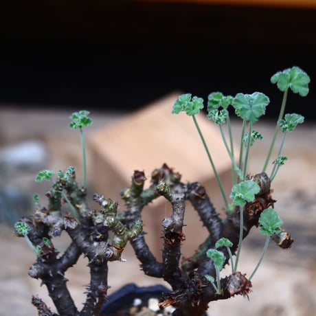 ぺラルゴ二ウム   エキナツム／Pelargonium  lechinatum   no.91937