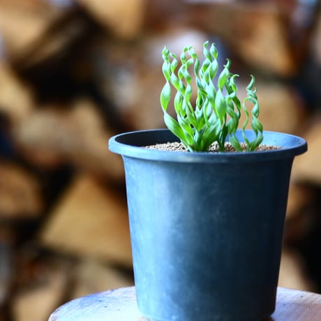 アルブカ コンコル ディアナ Albuca Concordiana  no.111542②