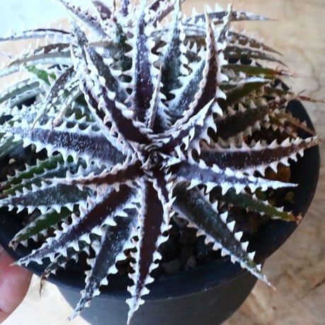 Dyckia ‘Keswick’×‘Heaven &Hell’     006