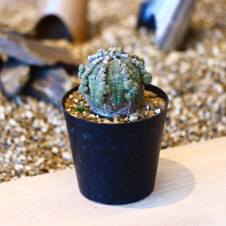 ユーフォルビア  仔吹きシンメトリカ / Euphorbia  symmetrica   no.50706