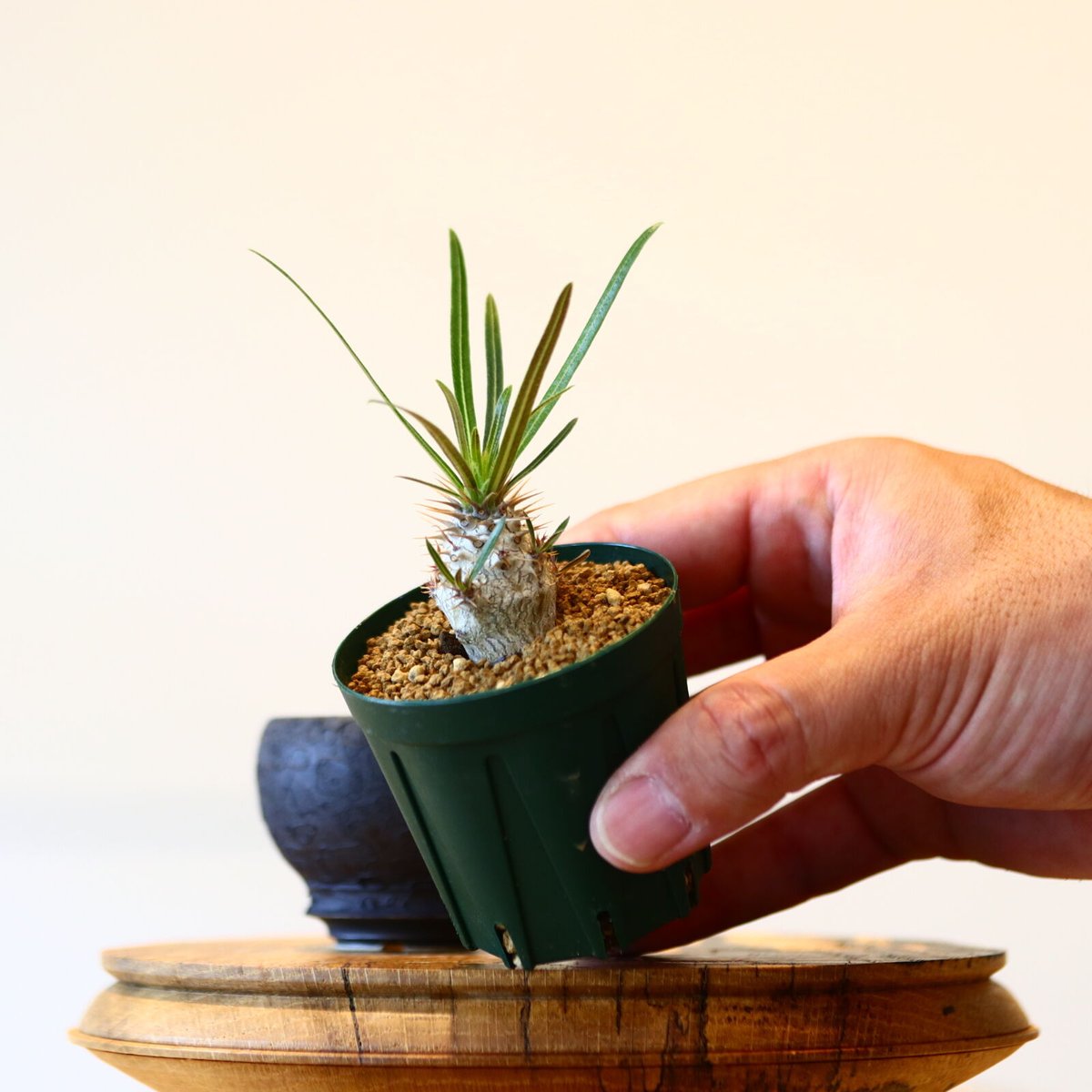 植え替えセット】たけろうポット× パキポディウム グラキリス no.430