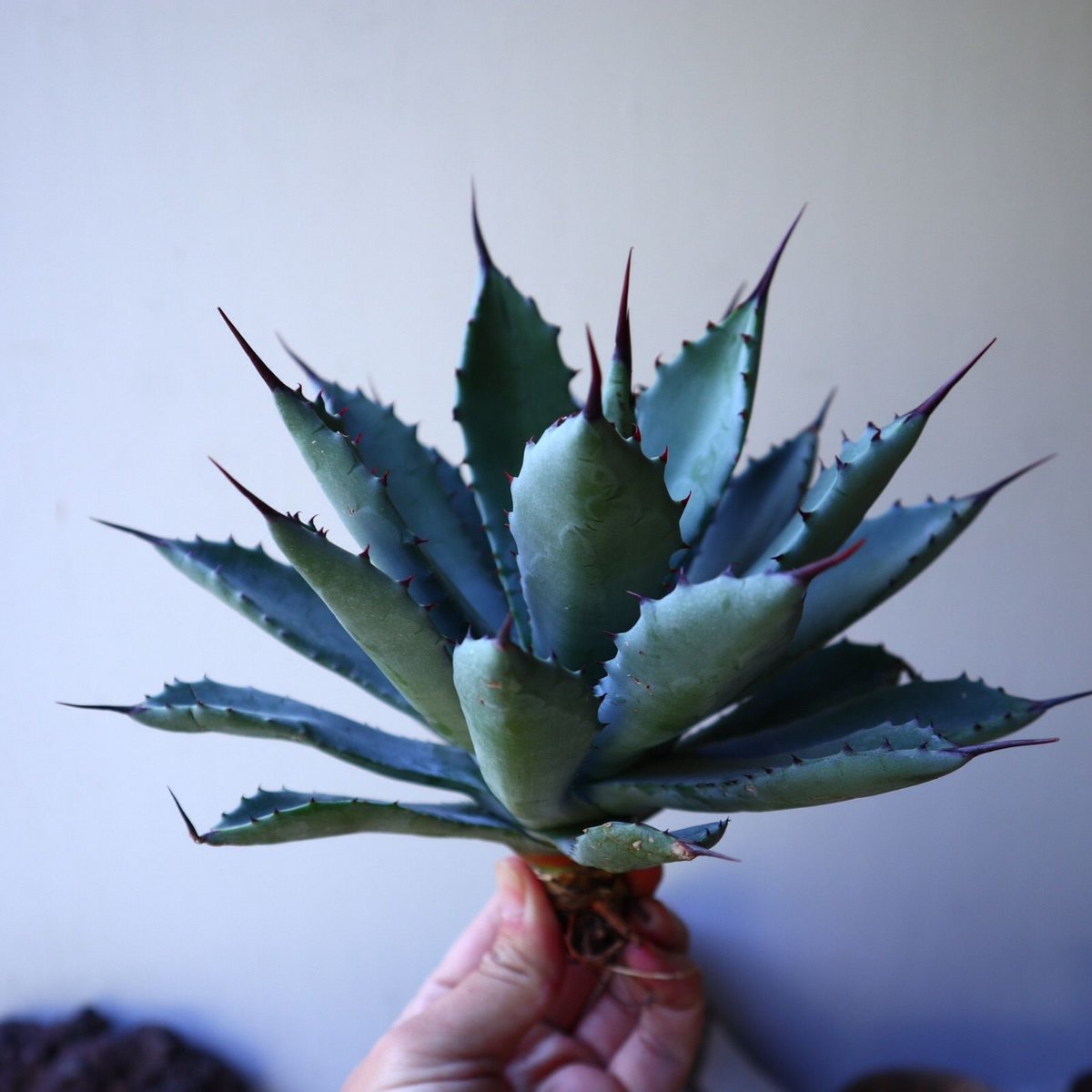 多肉植物：アガベ 八荒雷神 広葉 幅広達磨*幅7cm | サボテン