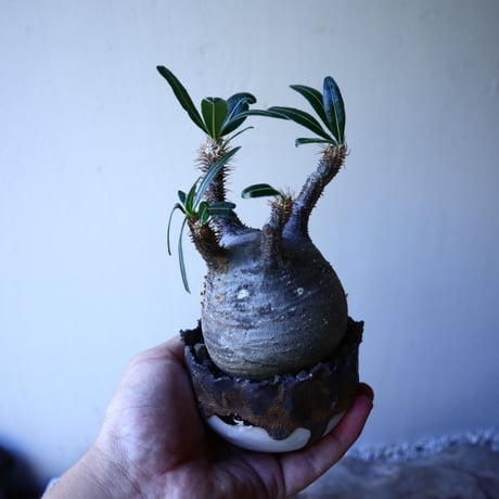 パキポディウム グラキリス Pachypodium rosulatum var. gracilius no.52602