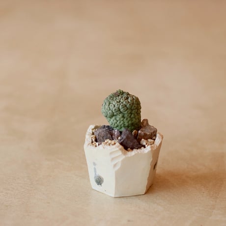 Larryleachia cactiformis  / 仏頭玉 × N/OH (2.5号)   no.125/23