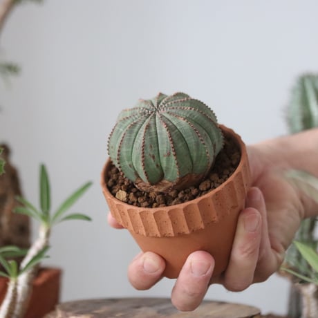 Euphorbia obesa  × YAMABACHI var. N/OH  no.51208